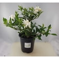 thumbnail image 4 of White Flower Gardenia Radicans Dwarf, Quart Pot, 4 of 7