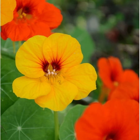 2 Nasturtiums Plants Live for Planting, Annual Nasturtium Flowering Vines, Vibrant Blooms 4-6 Inch Tall for Planting Outdoor in 4 Inch Pot