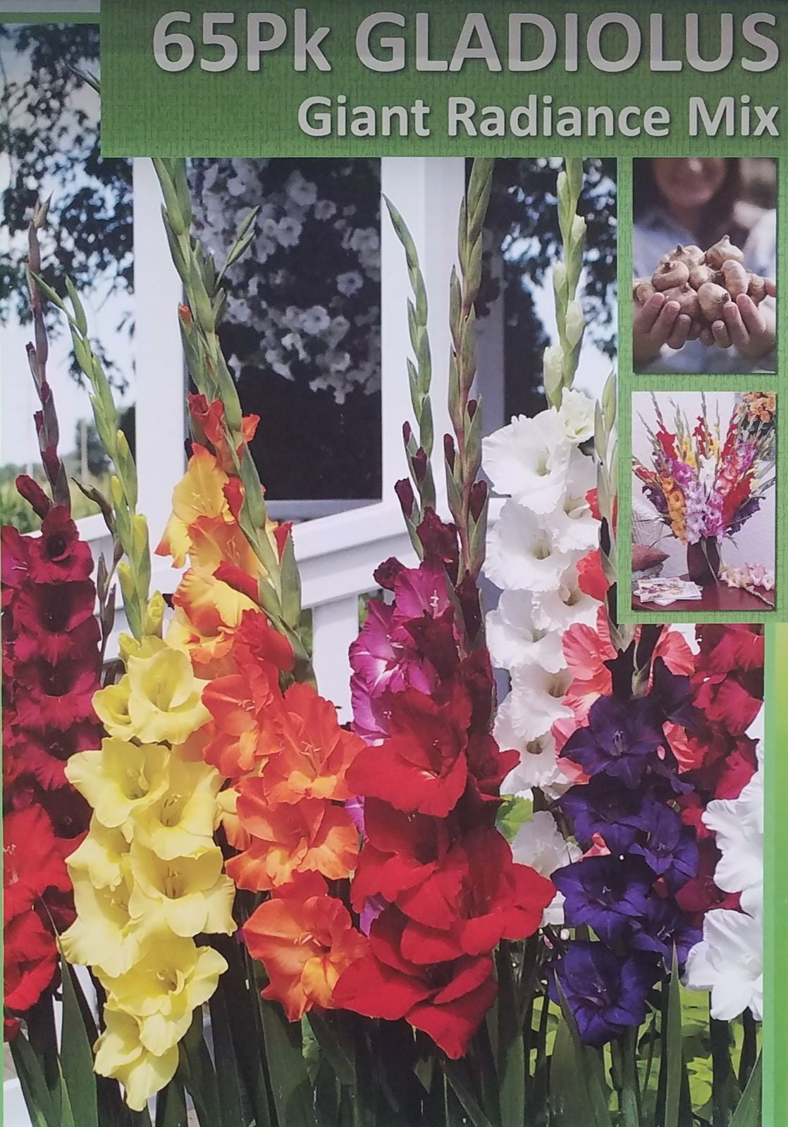 Gladiolus