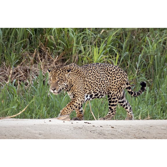 24x36 gallery poster, Jaguar