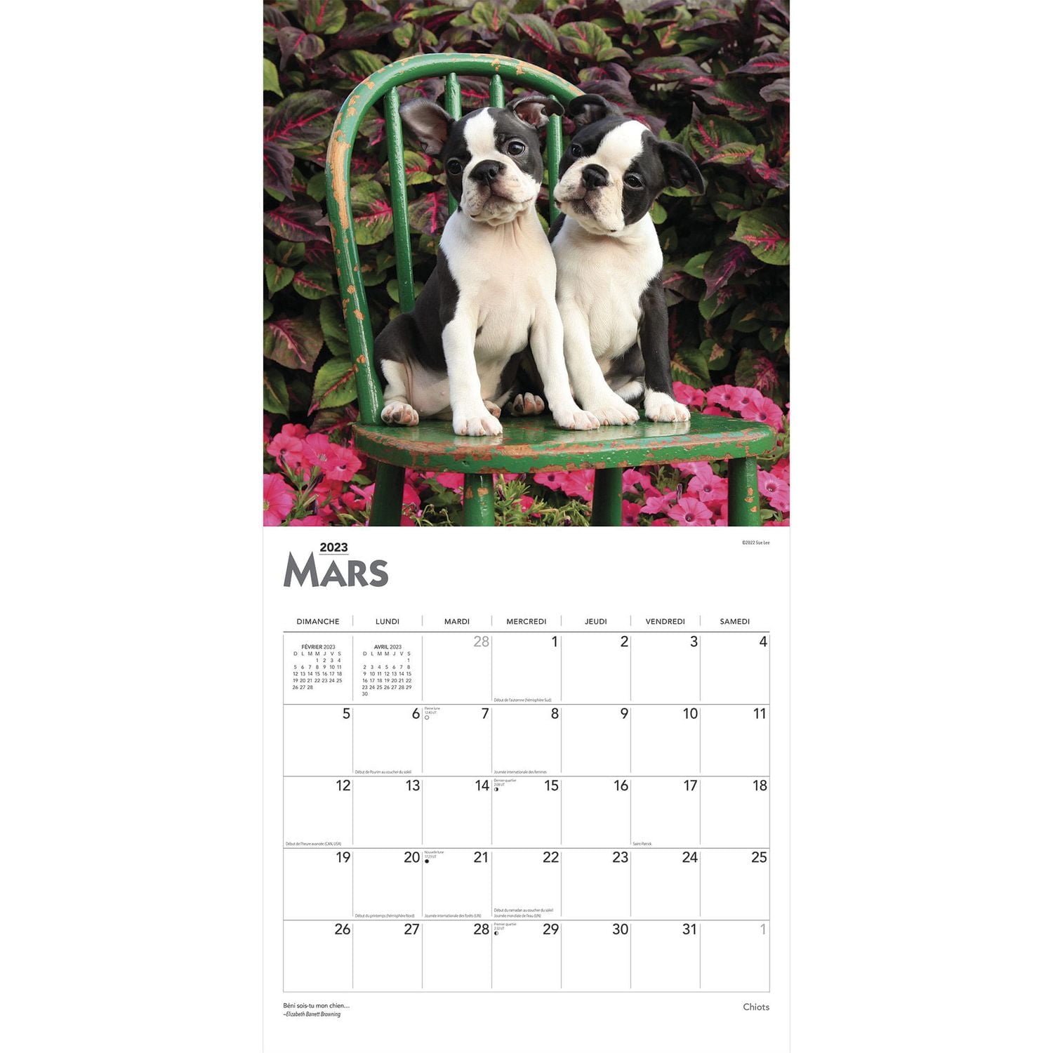 Chiots | 2023 12x24 Inch Square Wall Calendar
