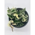 thumbnail image 6 of Variegated Hindu Rope, Hoya Compacta Carnosa, Very Rare Limited Live Plant, in 4 inch Pot, 6 of 8