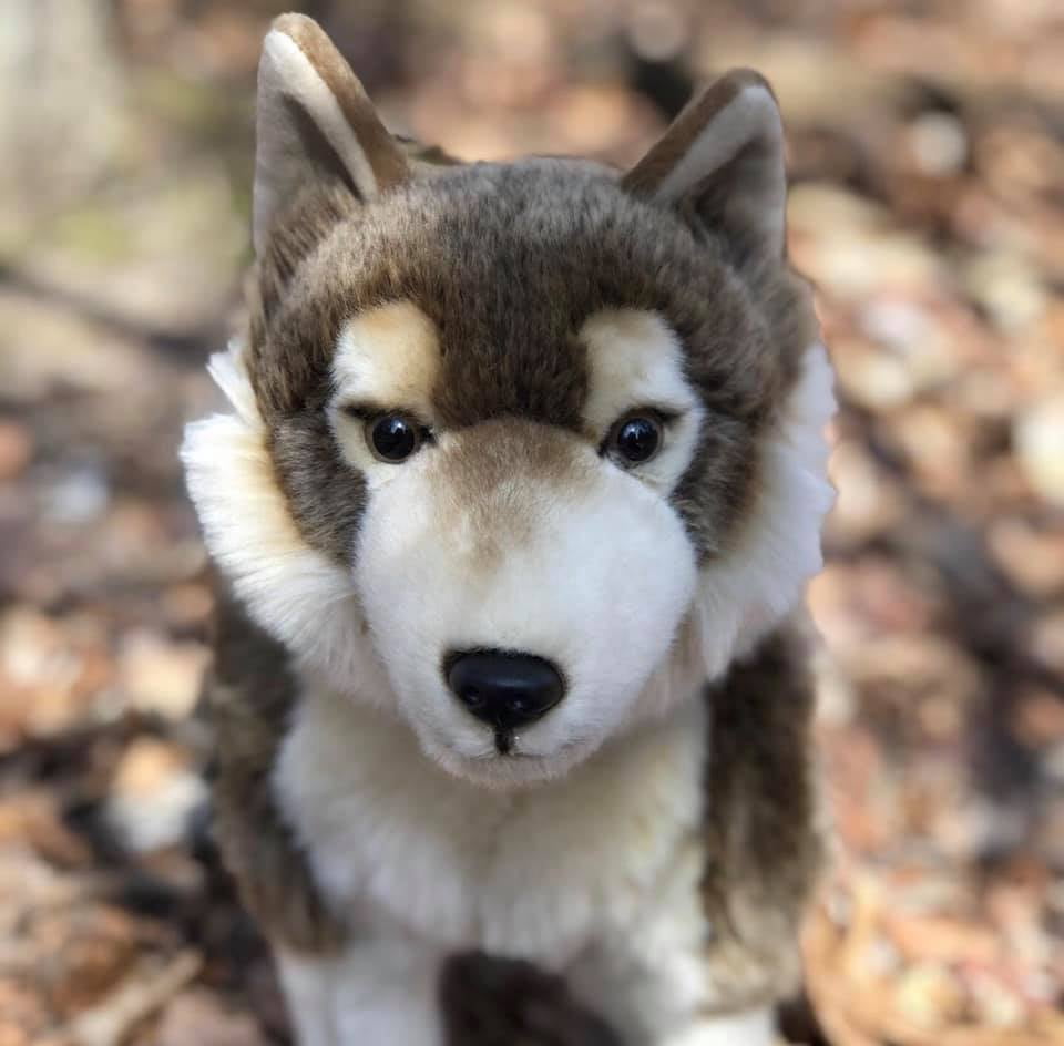Canis lupus arctos Plush Toy Nasu Animal Kingdom  Arctic wolf 