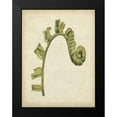 thumbnail image 2 of Goldberger, Jennifer 12x14 Black Modern Framed Museum Art Print Titled - Small Fiddlehead Ferns III, 2 of 5