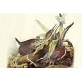 thumbnail image 1 of Green Heron-Fine art canvas print (20" x 30"), 1 of 1