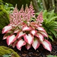 thumbnail image 4 of Hostas Premium -Home & Garden Decoration-Perfect Gardening Gift-Blooming Annually-(Non-Artificial), 4 of 7