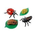 thumbnail image 3 of Insect Lore Cycle de Vie des Étapes Ensemble Complet Figurines d'Insectes, 3 of 6