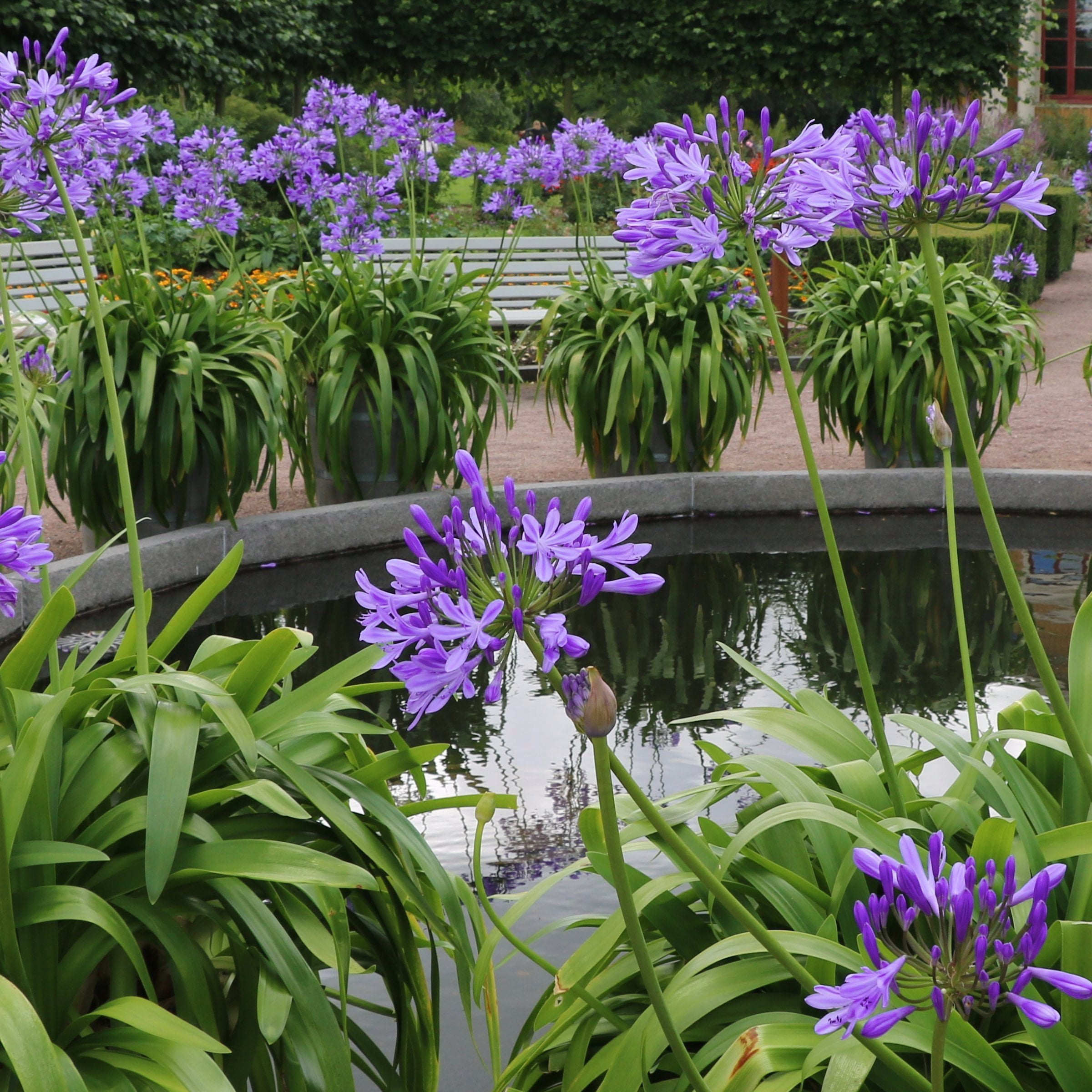 『ユイカ』 1st LIVE「Agapanthus」 National Plant Network 1 gal Agapanthus Live Perennial Plant