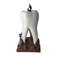 thumbnail image 2 of de modelo de diente simple 9x18 cm arte de resina artesanal escultura decorativa estatua de para colecciones de decoración de oficina Baoblaze Estatua de los dientes, 2 of 8