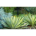 thumbnail image 4 of Yucca 'Color Guard' - Variegated Adam's Needle- Live Starter Plant, 4 of 7