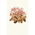 thumbnail image 3 of Edward Joseph Lowe 11x14 Black Modern Framed Museum Art Print Titled - Alternanthera Sessilis (1867-1870), 3 of 5