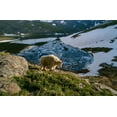 thumbnail image 2 of Garber, Howie 24x17 Black Ornate Wood Framed with Double Matting Museum Art Print Titled - Mountain goat walks near shore of partially frozen Summit Lake-Mount Evans-near Denver-Colorado-USA, 2 of 4