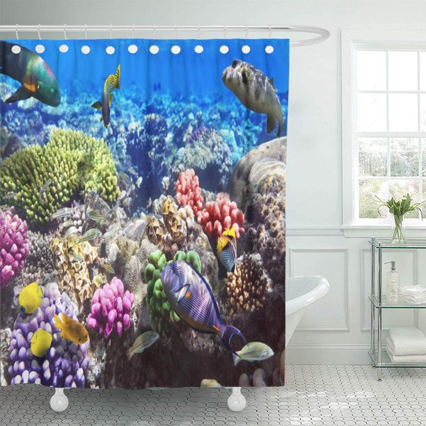 KSADK Reef Coral and Fish in Red Sea Ocean Hawaii Under Water Alive