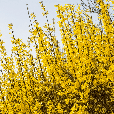 Potted Lynwood Gold Forsythia Plant, Quart Pot, 8 - 10 Inches Tall, Dormant, Yellow Forsythia Shrubs Live Plant for Planting