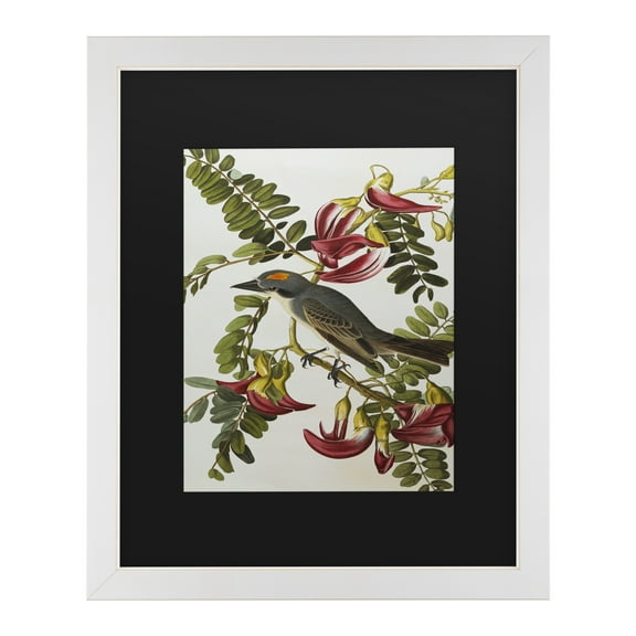 Trademark Fine Art 'Gray Tyrant Gray Kingbird' Canvas Art by John James Audubon