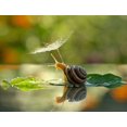 thumbnail image 3 of Xclusiv Organics Pure Snail Mucilage Powder Snail Slime Extract For Skincare 250g, 3 of 3