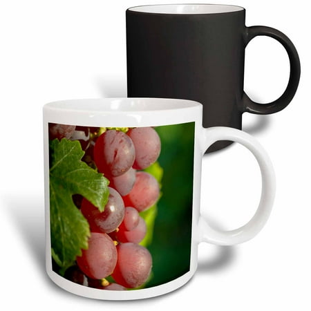 3drose, France, Alsace, Eguisheim. a Bunch of Gewurztraminer Grapes., 11oz Magic Transforming Mug
