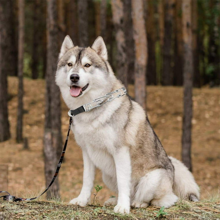 Prong collar store for husky