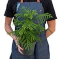 thumbnail image 2 of Norfolk Island Pine Live Plant for Indoor | Different Houseplants in 4'' to 8'' Pot | Real House Plant for Living Room | Araucaria heterophylla | Christmas plant, 2 of 5