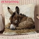 thumbnail image 4 of Funda de almohada de lino con estampado plano 2D | Adorable diseño de burro dormilón | Funda de cojín decorativa multicolor de 45 x 45 cm para sofá y cama, 4 of 6