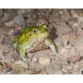 thumbnail image 2 of Pryor-Luzier, Maresa 32x26 White Modern Wood Framed Museum Art Print Titled - Couchs spadefoot-Scaphiopus couchii-Rodeo-New Mexico, 2 of 4