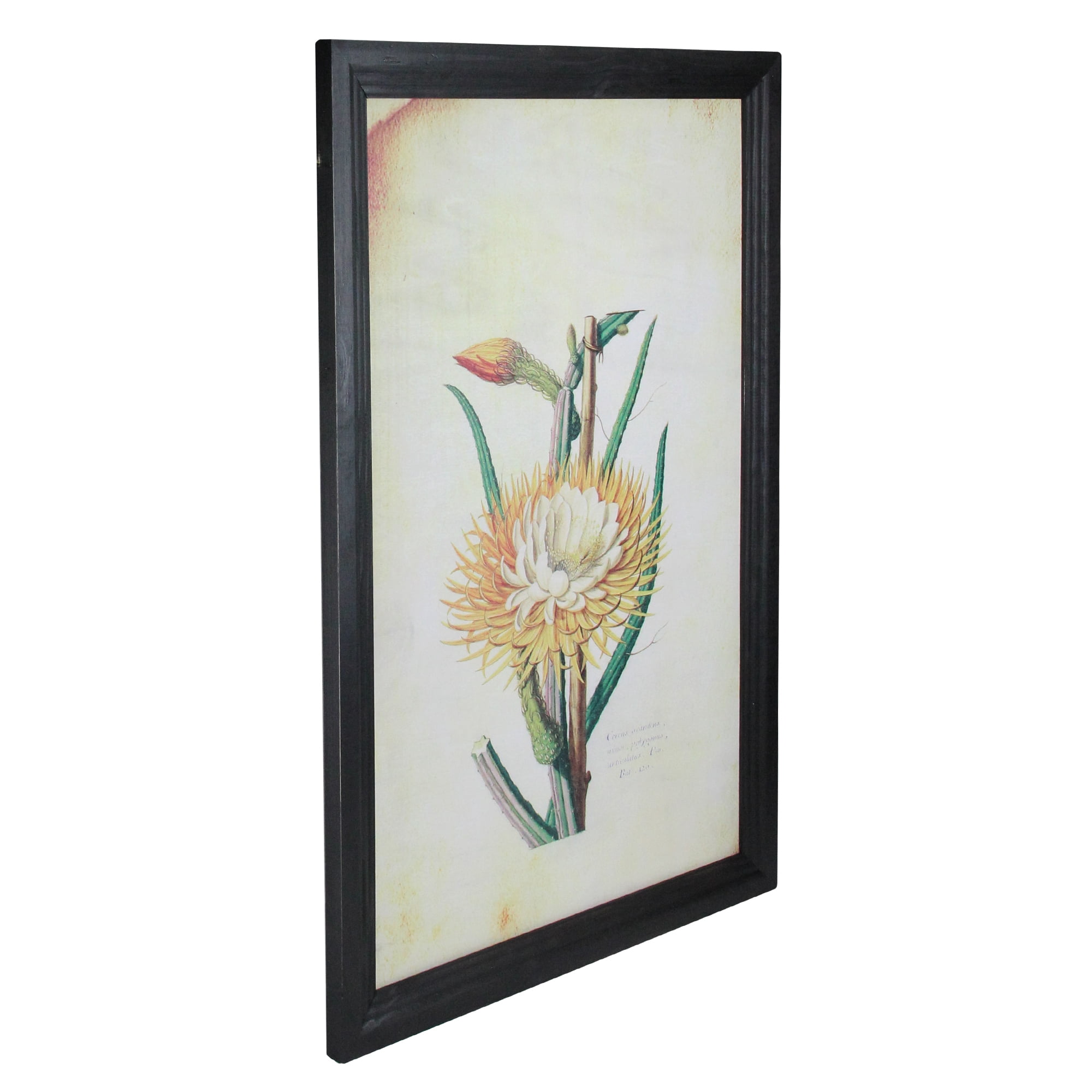 26" Yellow and Green Desert Baileya Flower with Black Photo Frame