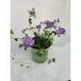 thumbnail image 3 of Blue Moon Woodland Phlox, 3 of 4