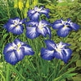 thumbnail image 3 of Gusto Japanese Iris Dormant Bare Root Perennial Plant, 1-Pack, 3 of 4