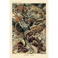 thumbnail image 3 of Haeckel, Ernst 11x14 Black Modern Framed Museum Art Print Titled - Haeckel Nature Illustrations: Lizards, 3 of 5