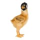 thumbnail image 1 of Muyoka Casco de pollo Casco de seguridad para mascotas Casco de loro divertido Sombrero de pájaro de pollo creativo Casco protector para sombreros de pollo Adecuado para loro Pollos pequeños Patos Muyoka Hogar, 1 of 7