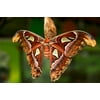 The Atlas Moth Attacus Atlas Photo Photograph Insect Wall Art of Moths and Butterflies butterfly Illustrations Insect Poster Moth Print Cool Wall Decor Art Print Poster 18x12