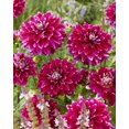 thumbnail image 1 of Dahlia Maldini, 1 of 1