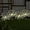 Warm White, variant on 2 Pack 175 LED Solar Firework Lights Outdoor, 4th of July Decorations Solar Garden Light Waterproof with 2 Modes Twinkling Light, Starburst Lights for Landscape Path Light(Colorful)