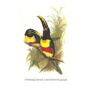 Chestnut Eared aracari-Fine Art Canvas Print 20 x 30