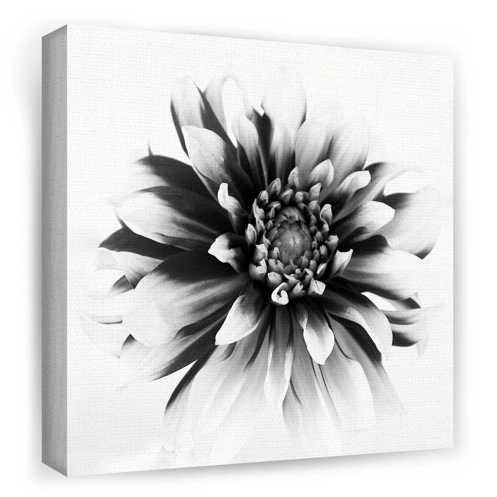 Masterpiece Art Gallery Daylight I Dahlia By Ilona Wellmann Canvas Art Print 20" x 20"