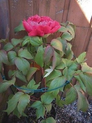 Luster Leaf 977 14" D x 24" Tall Single Green Peony Plant Support Hoops - Quantity of 10