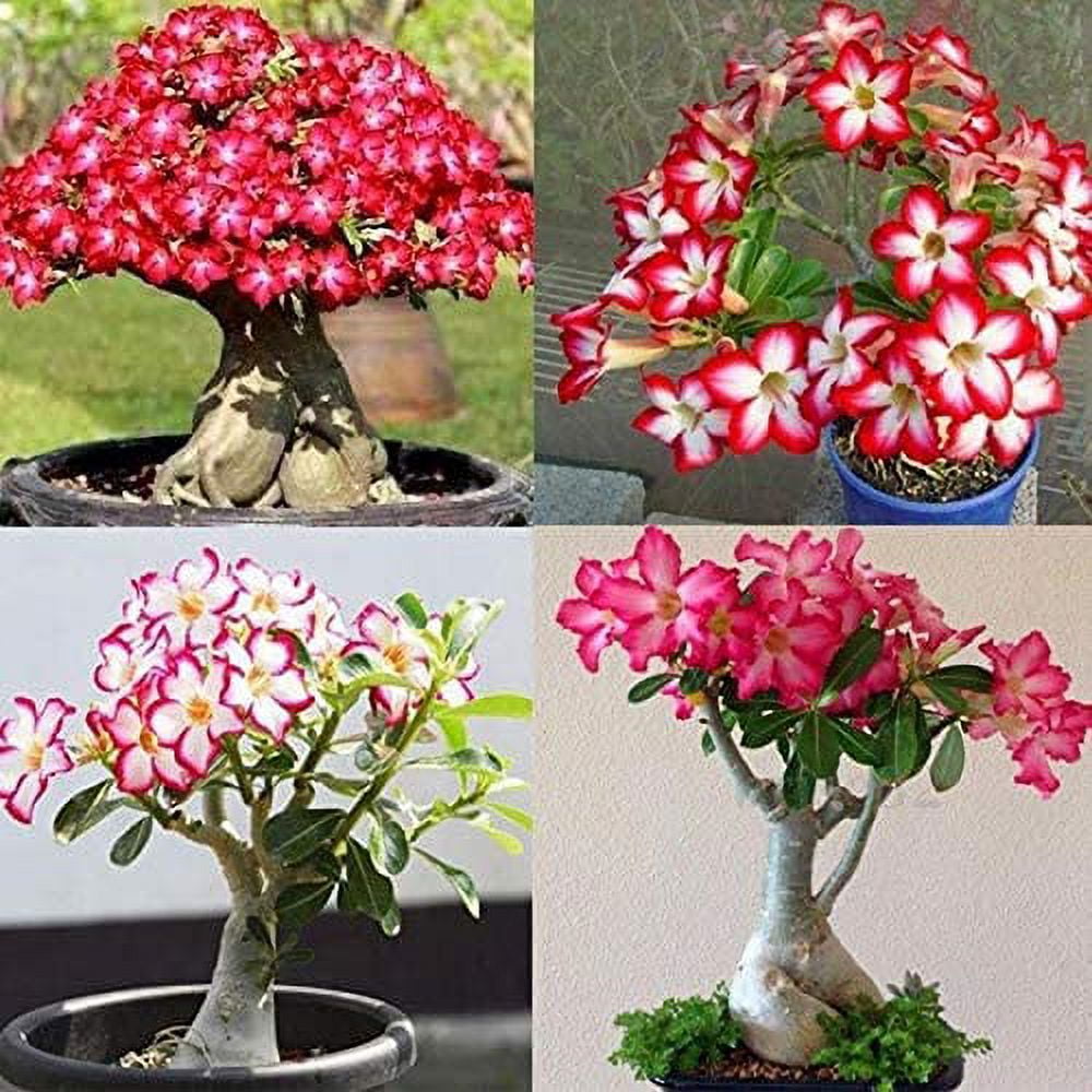 Graines Adenium Obesum (Rose Du Désert) - 5 Graines Pour Bonsaï Balcon/Jardin (Plante Subtropicale)