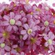 thumbnail image 3 of 100pcs Cabezas De Margaritas Artificiales Flores Artificiales Decoración De Manualidades Diy Manualidades Tarjetas perfecl Flor de Margarita de seda artificial, 3 of 8