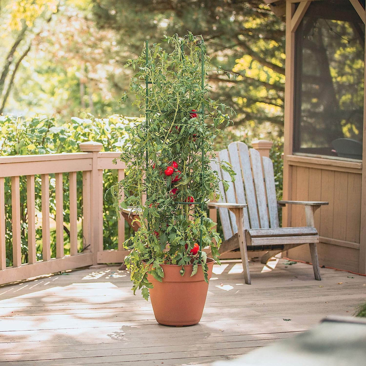 Gardeners Blue Ribon TMC3PACK 5 ft. Sturdy Ultomato Tomato Cage - Pack of 3