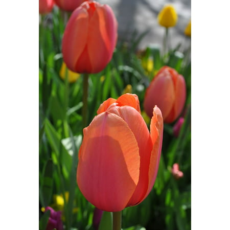 Canvas Print Holland Perennial Tulips Flower Flowers Tulip Stretched Canvas 10 x