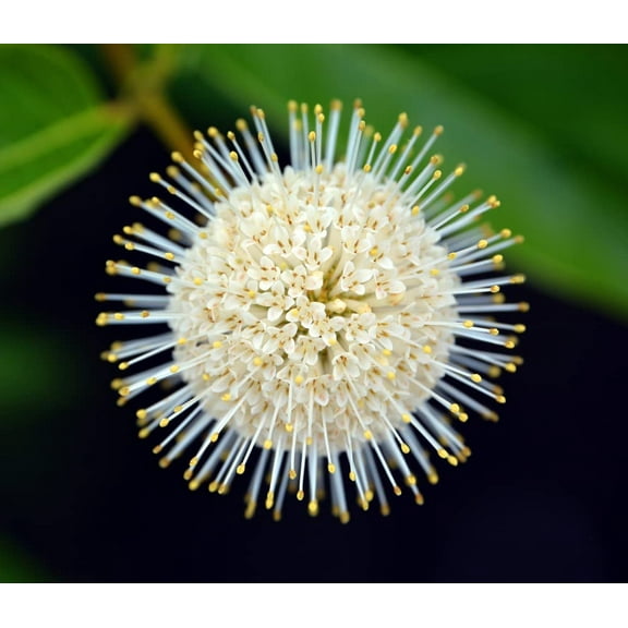 Buttonbush Seeds for Planting - 100 Seeds - Cephalanthus occidentalis