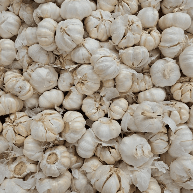 California White Softneck Garlic Bulbs 1lbs, Ready to Grow Garlic Cloves for Indoor Containers and Outdoor Beds