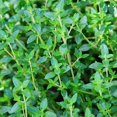 thumbnail image 5 of Set 2 Thyme Live Plant 3-6 Inch Tall, Fragrant Thyme Plants Live Seedling for Planting, Perennial Herb Plants Indoor Outdoor (French Thyme), 5 of 6