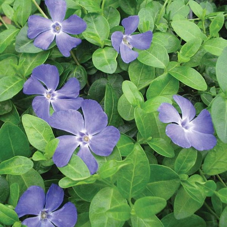Expert Gardener 2.5 Quart Vinca Myrtle Perennial Groundcover Live