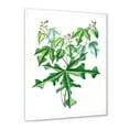 thumbnail image 2 of Designart 'Ancient Drawing of Wild Plants' Traditional Framed Art Print, 2 of 4