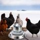 thumbnail image 4 of Base para calentador de agua de invierno para pollos y aves de corral. Bebedero calentado para pollos. Enchufe europeo. Enchufe estadounidense., 4 of 4