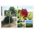 thumbnail image 3 of Mr. Garden 7" x 2" White Fiberglass Asymmetrical Trellis (2 Pack), 3 of 3
