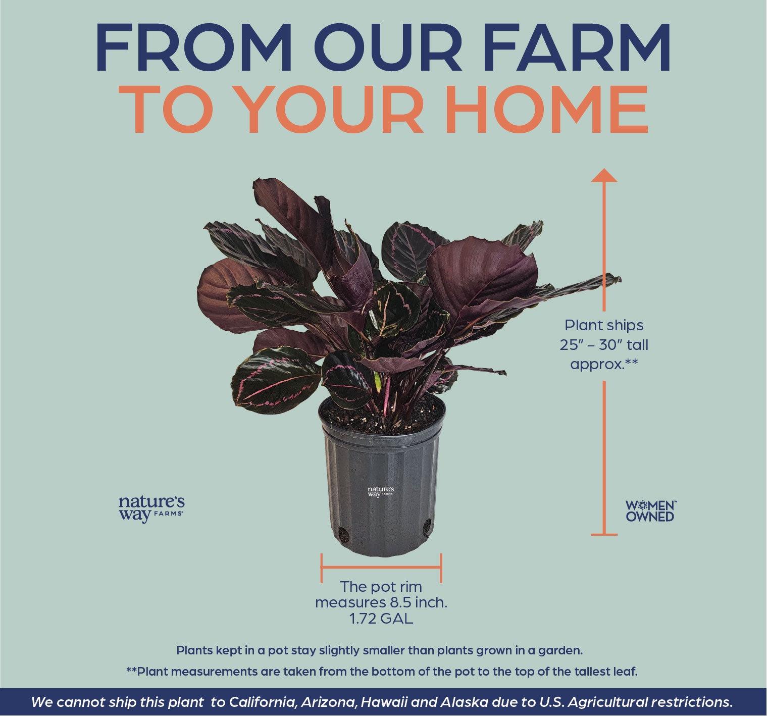 Nature’s Way Farms Calathea Dottie Indoor Live Plant (25-30in Tall) in Grower Pot
