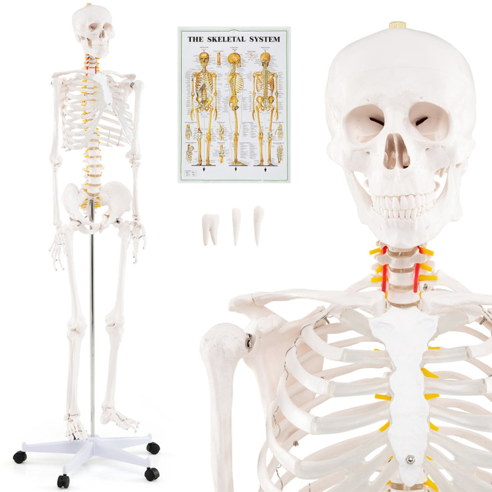 SUGIFT 70.8 Inch Life Size Human Skeleton Model for Anatomy with Removable Skull Cap Movable Jaw Extractable Teeth and 5 Claw Rolling Metal Base for Classroom