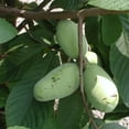 thumbnail image 3 of Paw Paw Indian Banana Tree, Indian Banana Live Plant 6-12 Inch in Quart Pot, Outdoor Planting, 3 of 6